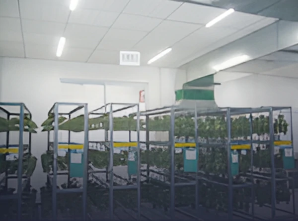 Wax Tree Before Shell Making